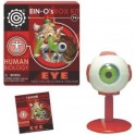 Model - Ein-o Science Human Biology Eye