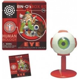 Model - Ein-o Science Human Biology Eye