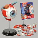 Puzzle - 4D Eyeball Anatomy Model